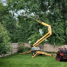 Best Palm Tree Trimming  in Westhaven Moonstone, CA