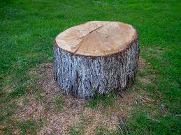 Best Tree Maintenance Programs  in Westhaven Moonstone, CA
