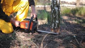 How Our Tree Care Process Works  in  Westhaven Moonstone, CA