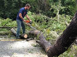 Trusted Westhaven Moonstone, CA Tree Services Experts