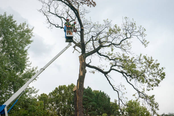 Best Fruit Tree Pruning  in Westhaven Moonstone, CA