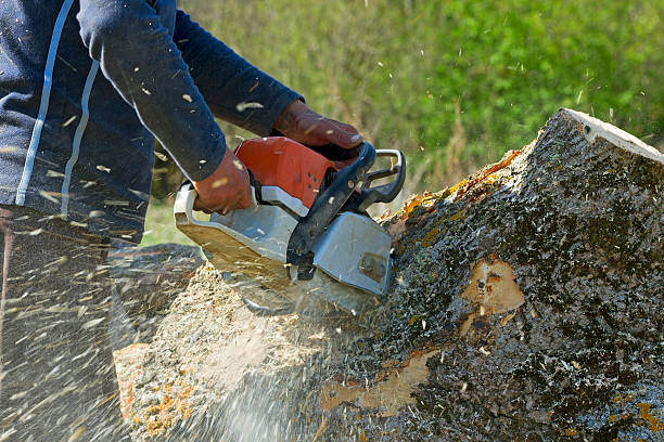 Best Tree Cabling and Bracing  in Westhaven Moonstone, CA