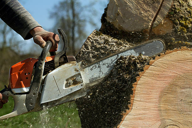 Best Utility Line Clearance  in Westhaven Moonstone, CA